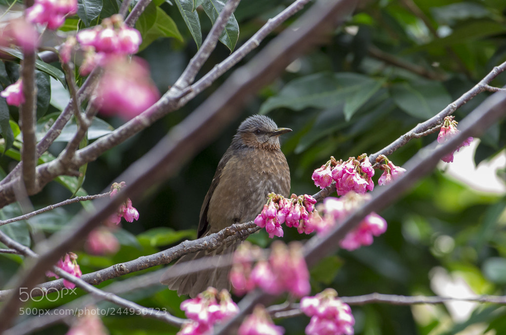 Pentax K-5 IIs sample photo. Brown-eared bulbul photography