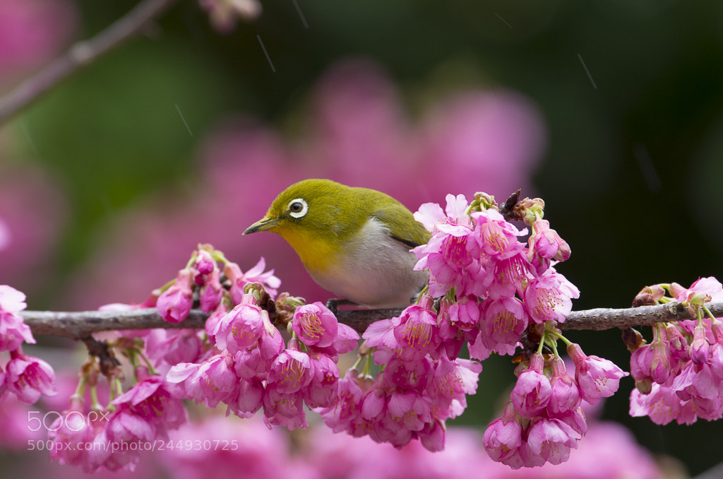 Pentax K-5 IIs sample photo. Japanese white-eye photography