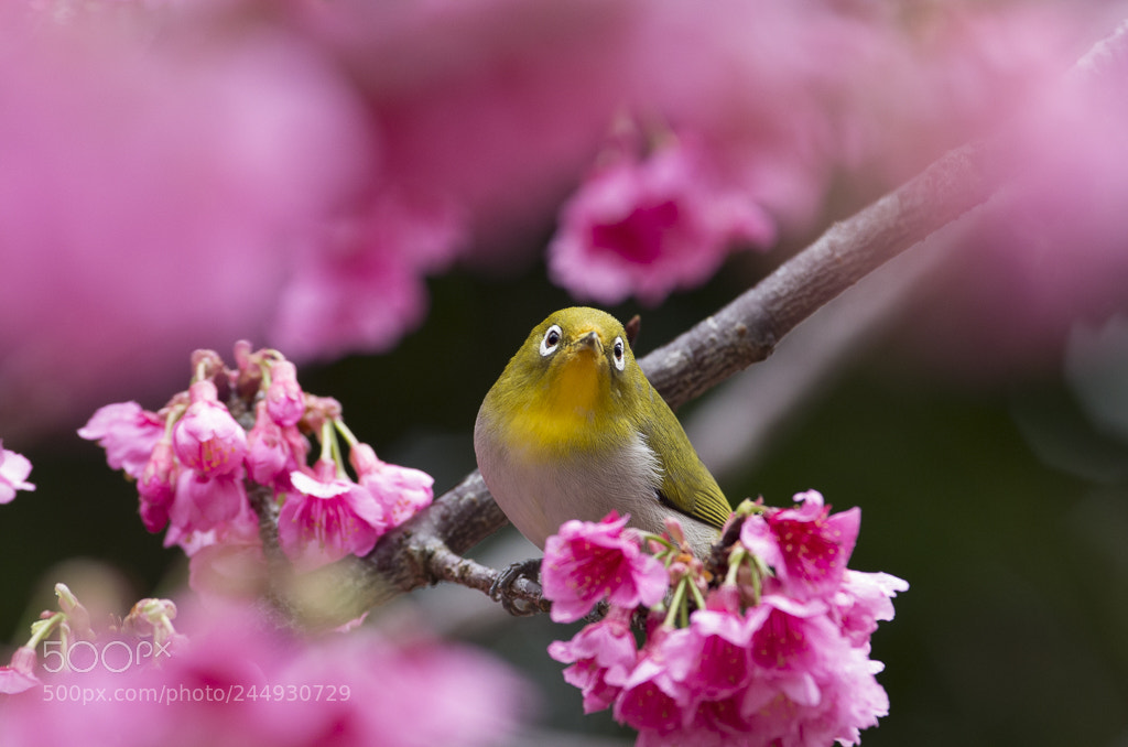 Pentax K-5 IIs sample photo. Japanese white-eye photography