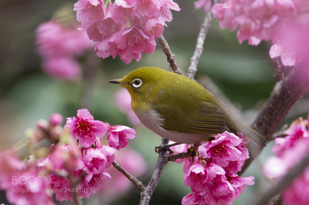 Pentax K-5 IIs sample photo. Japanese white-eye photography