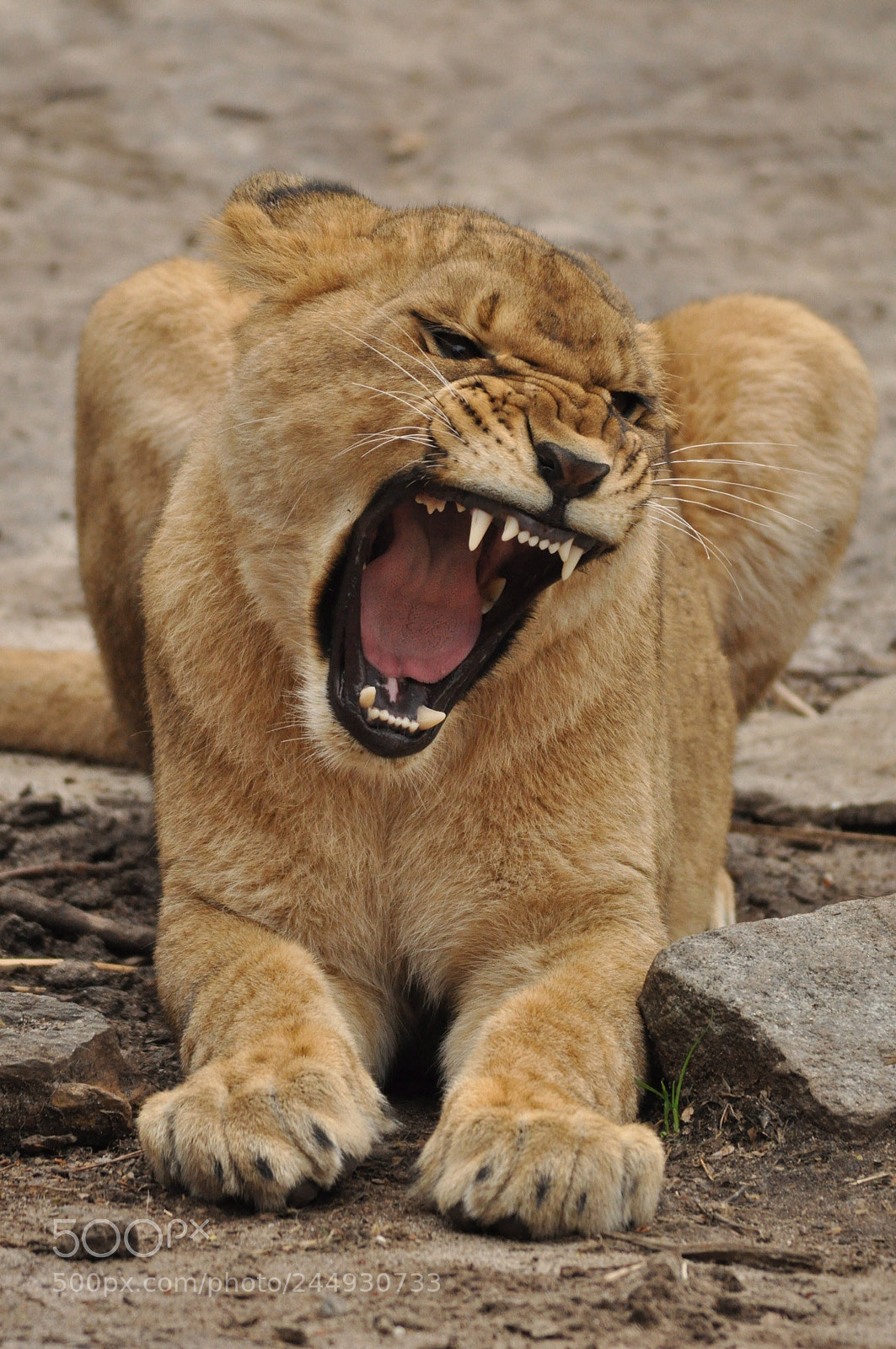 Nikon D90 sample photo. Lion cub ,bronx zoo photography