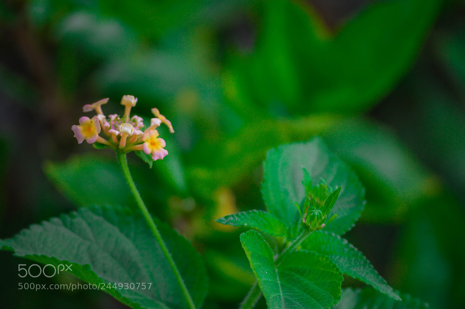Nikon D3200 sample photo. Mini flower photography
