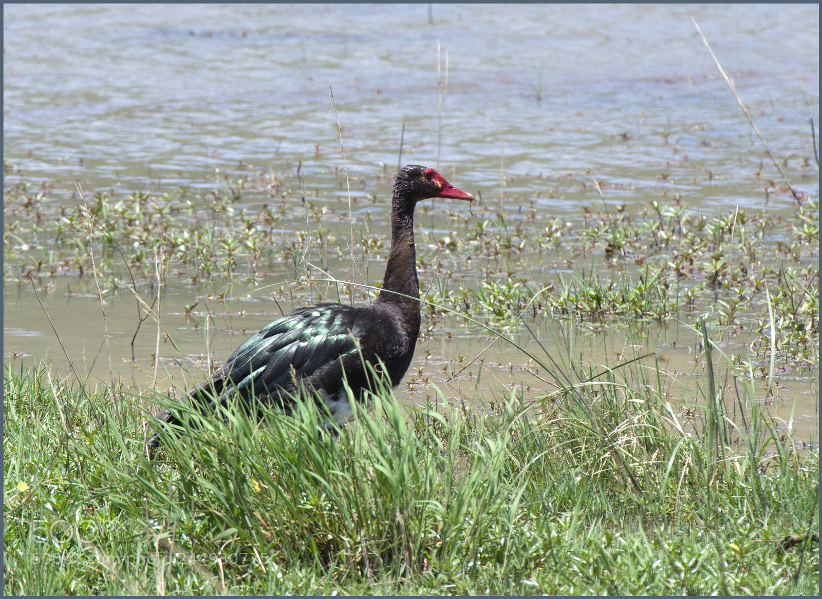 Pentax K-3 II sample photo. Afrika photography