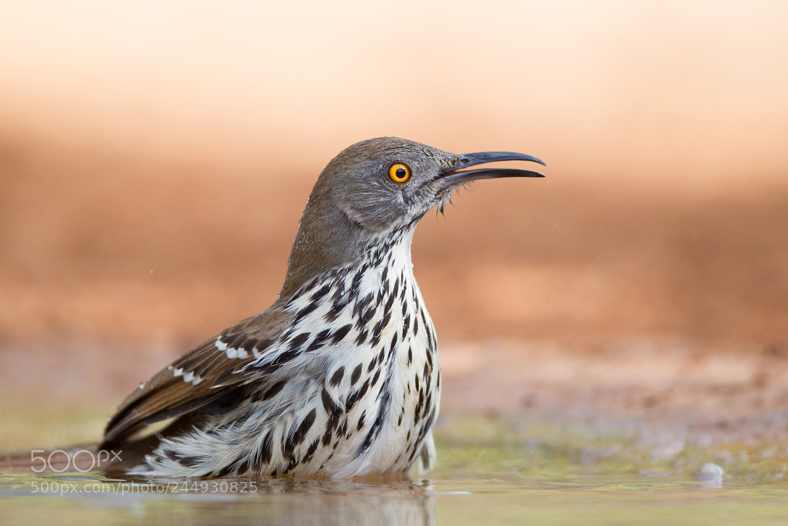 Canon EOS-1D Mark IV sample photo. Long-billed thrasher photography