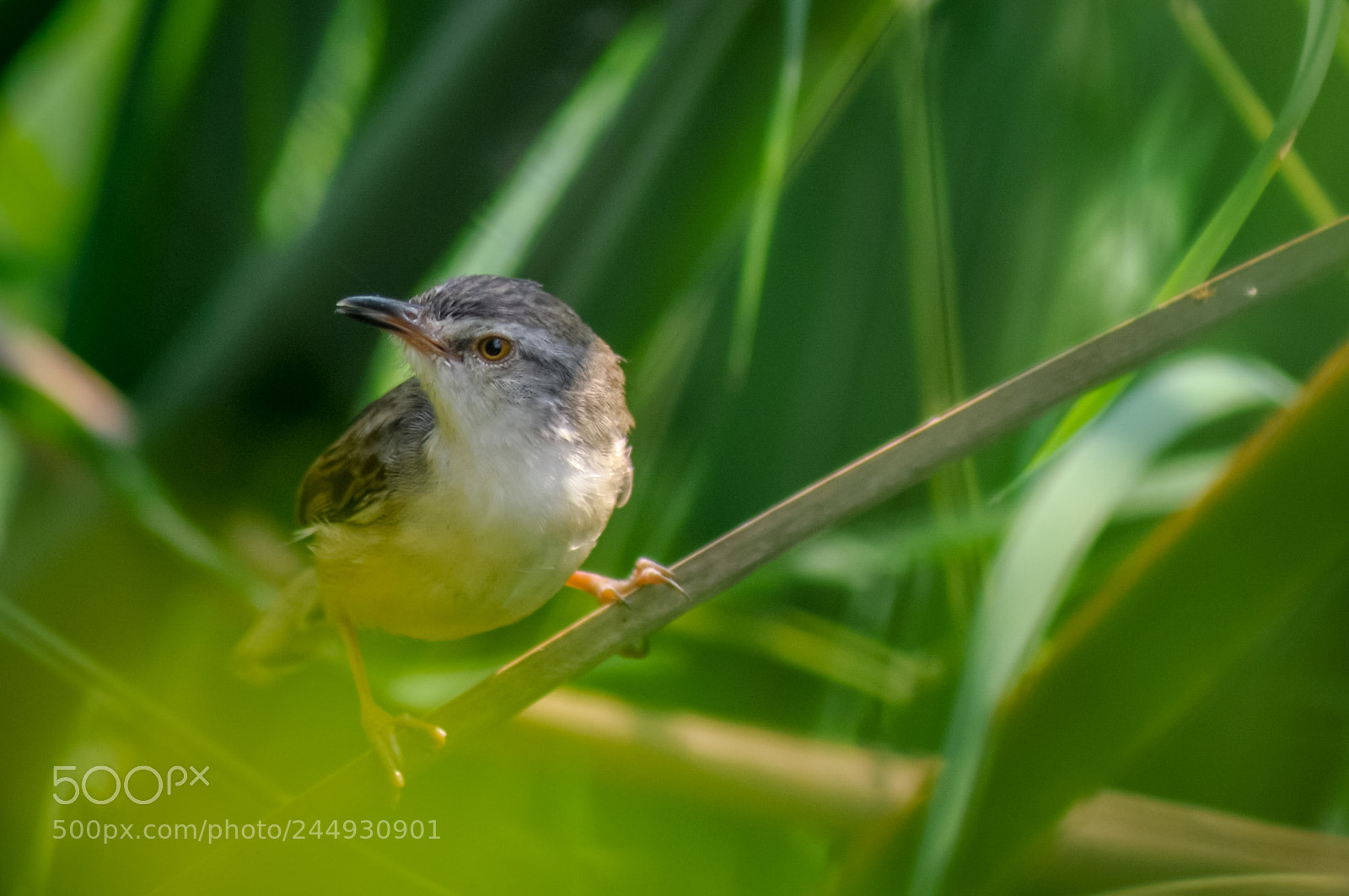 Nikon D300S sample photo. Birds in nature photography