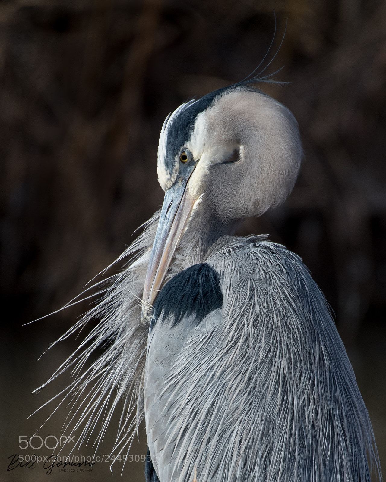 Nikon D500 sample photo. Great blue heron preening photography