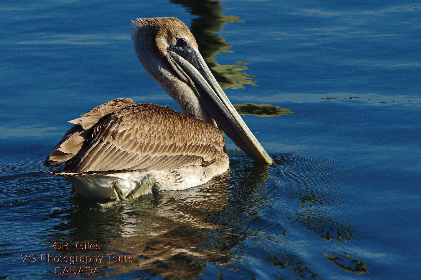 Pentax K-3 sample photo. Brown pelican photography