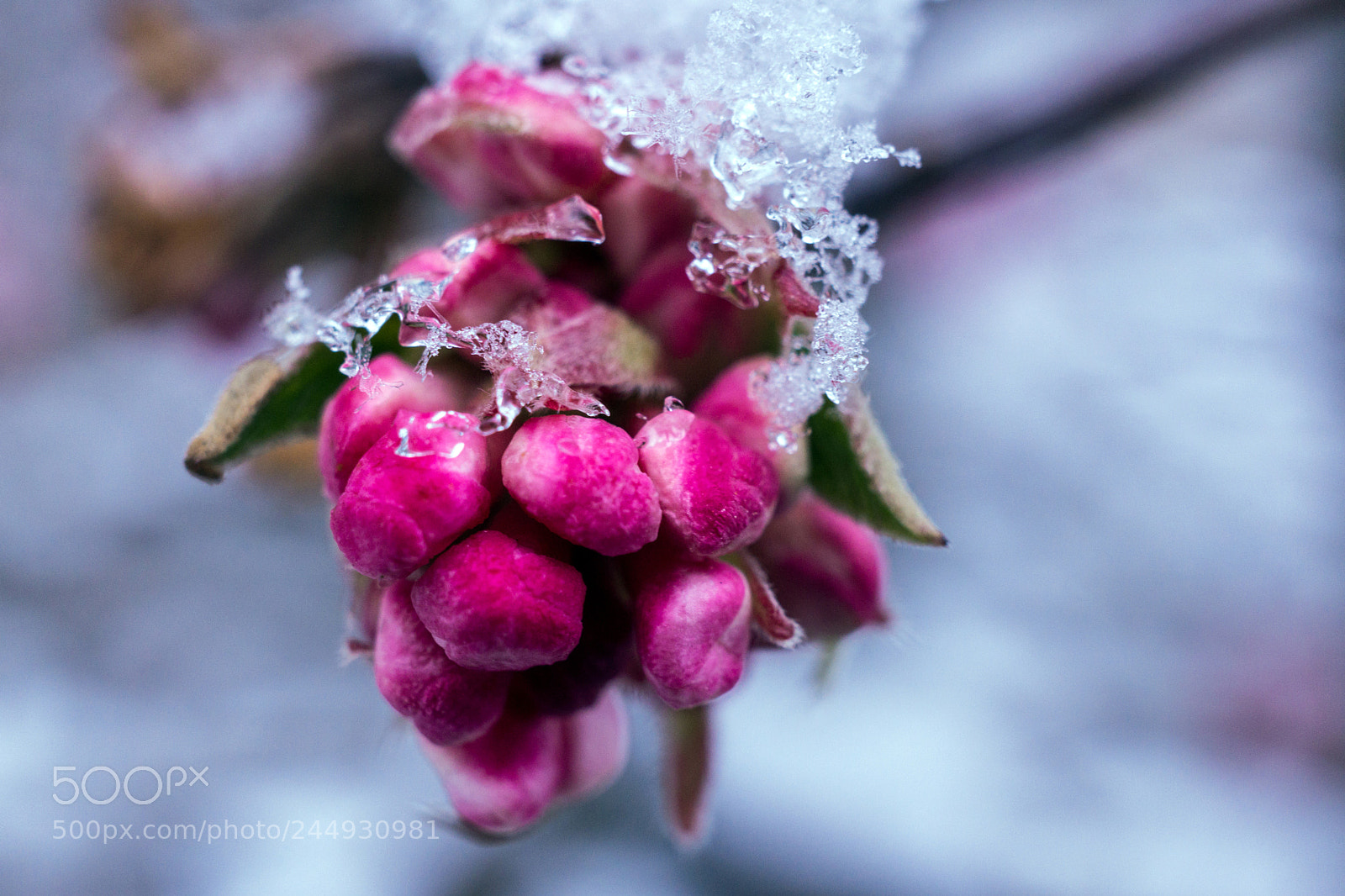 Sony Alpha NEX-7 sample photo. Winter-muster photography