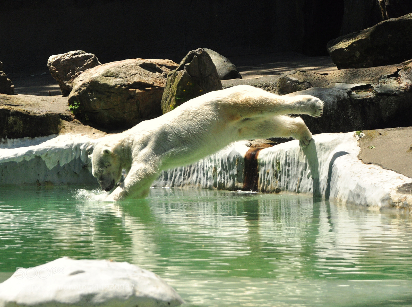Nikon D90 sample photo. Tundra. bronx zoo ny photography