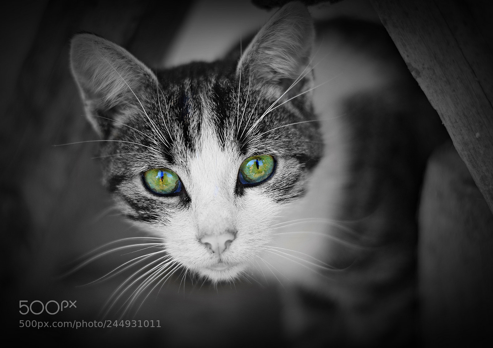 Nikon AF-S Nikkor 50mm F1.8G sample photo. Cat photography