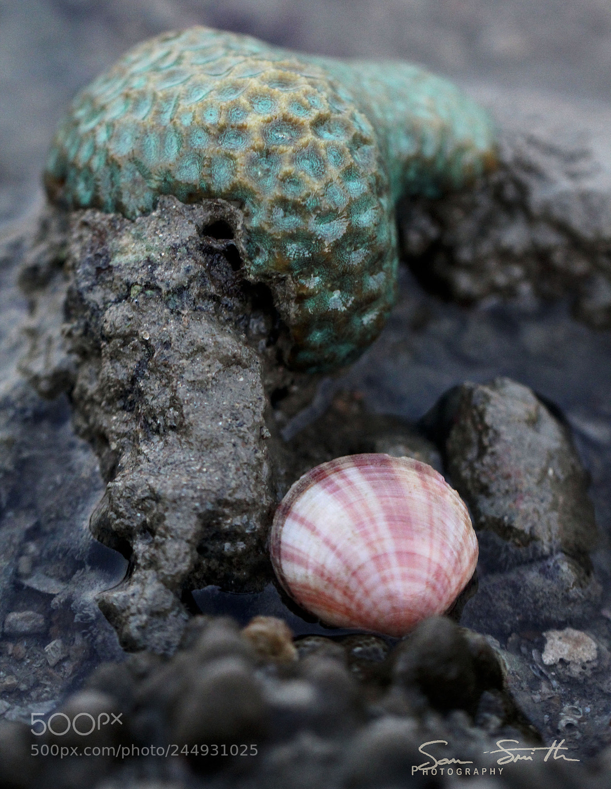 Canon EOS 60D sample photo. Clam photography