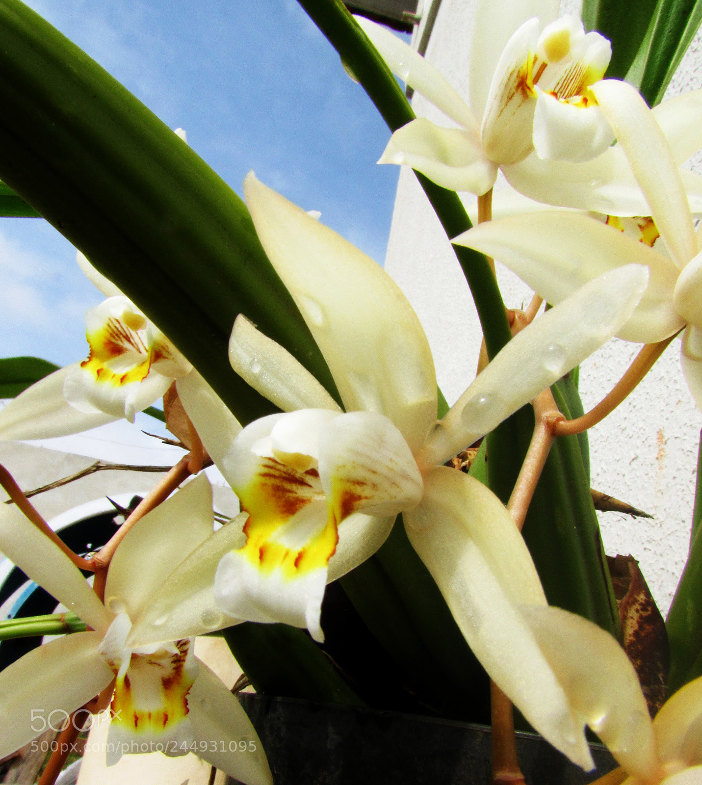 Canon PowerShot SX500 IS sample photo. Orquidea photography