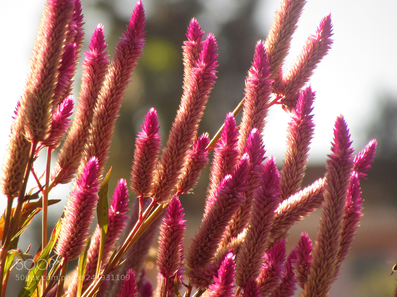 Canon PowerShot SX500 IS sample photo. Nature photography