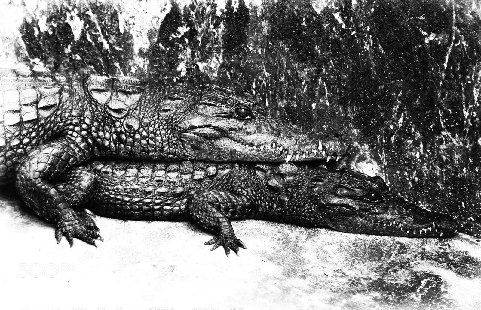 Nikon D800 sample photo. Crocodiles photography