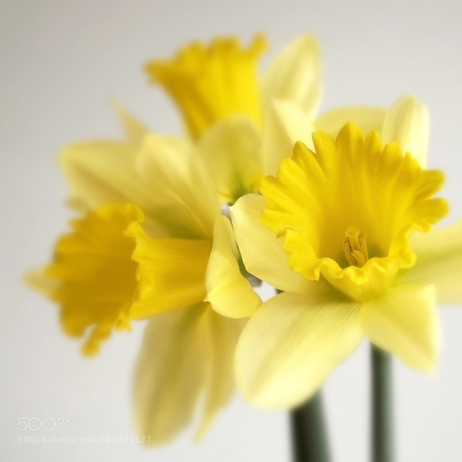 Fujifilm X-E1 sample photo. Daffodils photography
