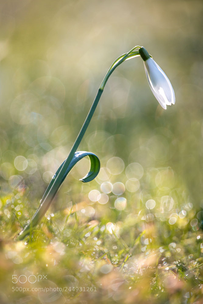 Canon EOS 70D sample photo. Snowdrop grass photography