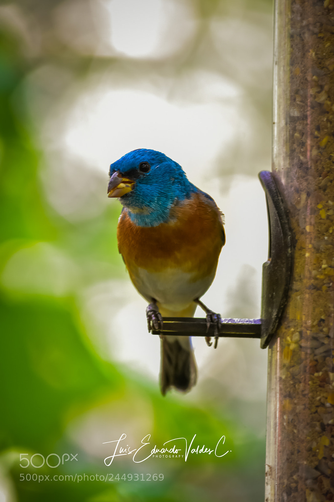 Nikon D7200 sample photo. Bird photography