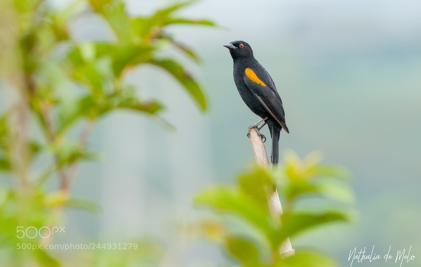 Canon EOS-1D Mark III sample photo. Encontro icterus pyrrhopterus photography