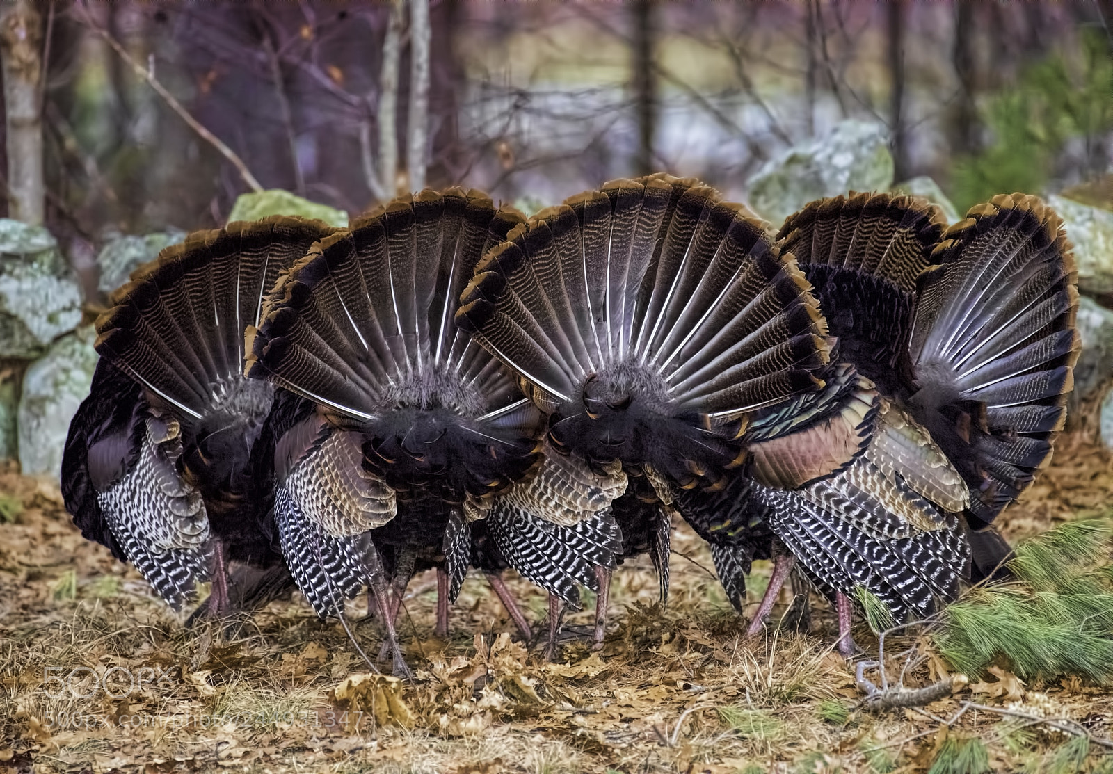 Nikon D810 sample photo. Turkeys getting ready for photography