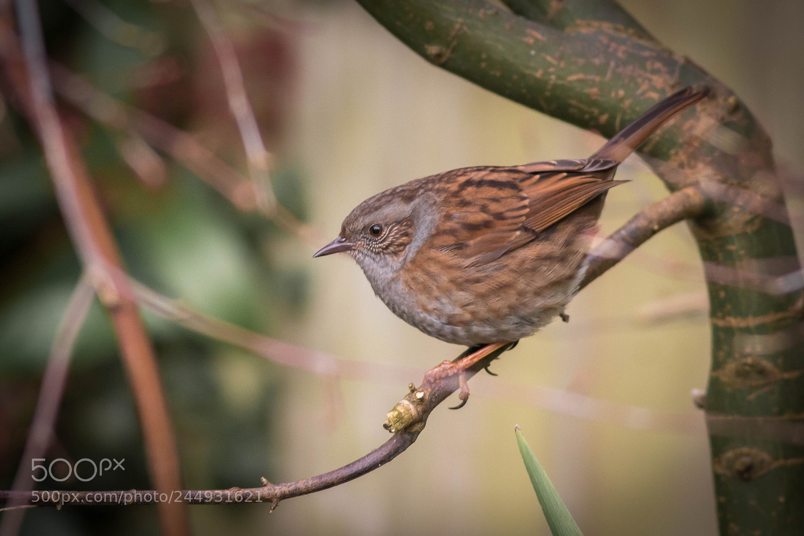 Canon EOS 70D sample photo. Dunnock photography