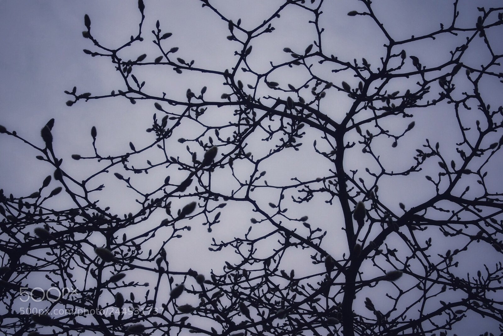 Nikon D5500 sample photo. Untitled photography