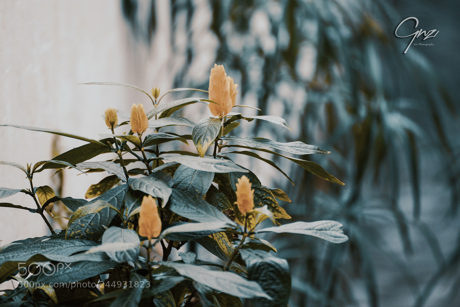 Nikon D800E sample photo. Just flowers photography
