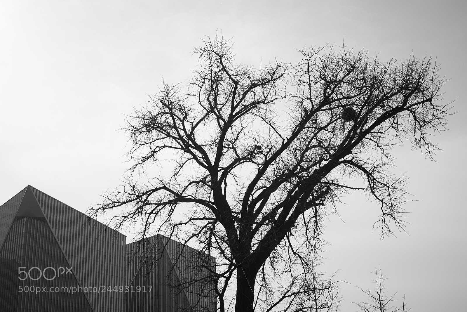 Nikon D610 sample photo. 鸟屋人舍 photography