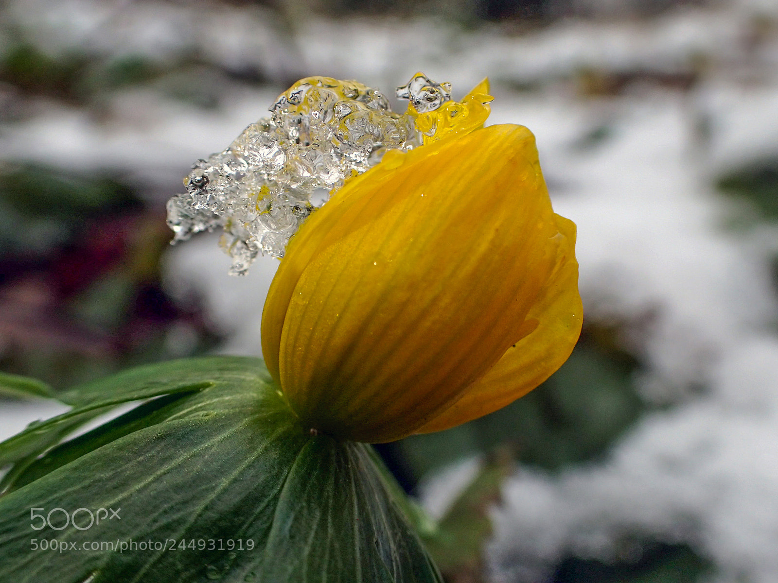 Olympus TG-4 sample photo. Winter-muster photography