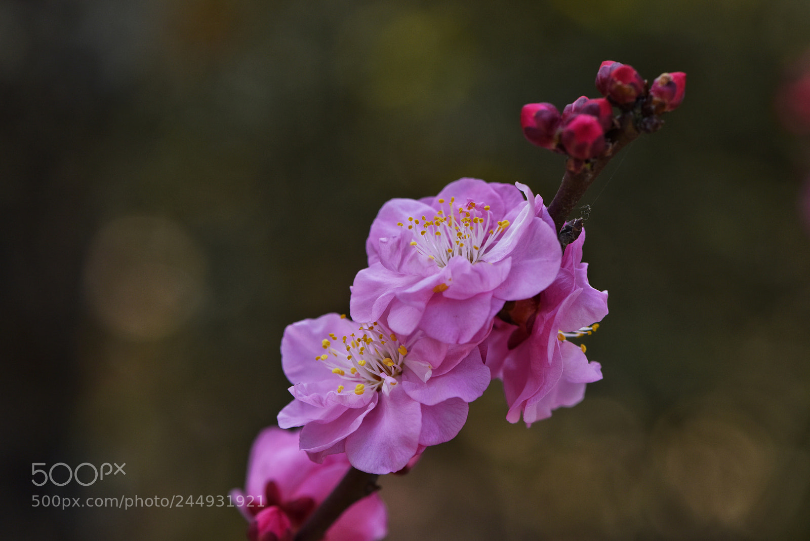 Nikon D810 sample photo. Plum blossom. photography
