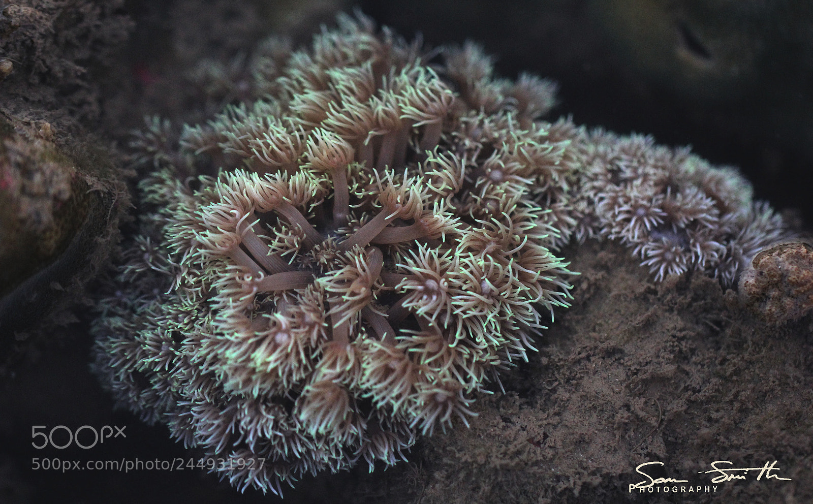 Canon EOS 60D sample photo. Coral photography