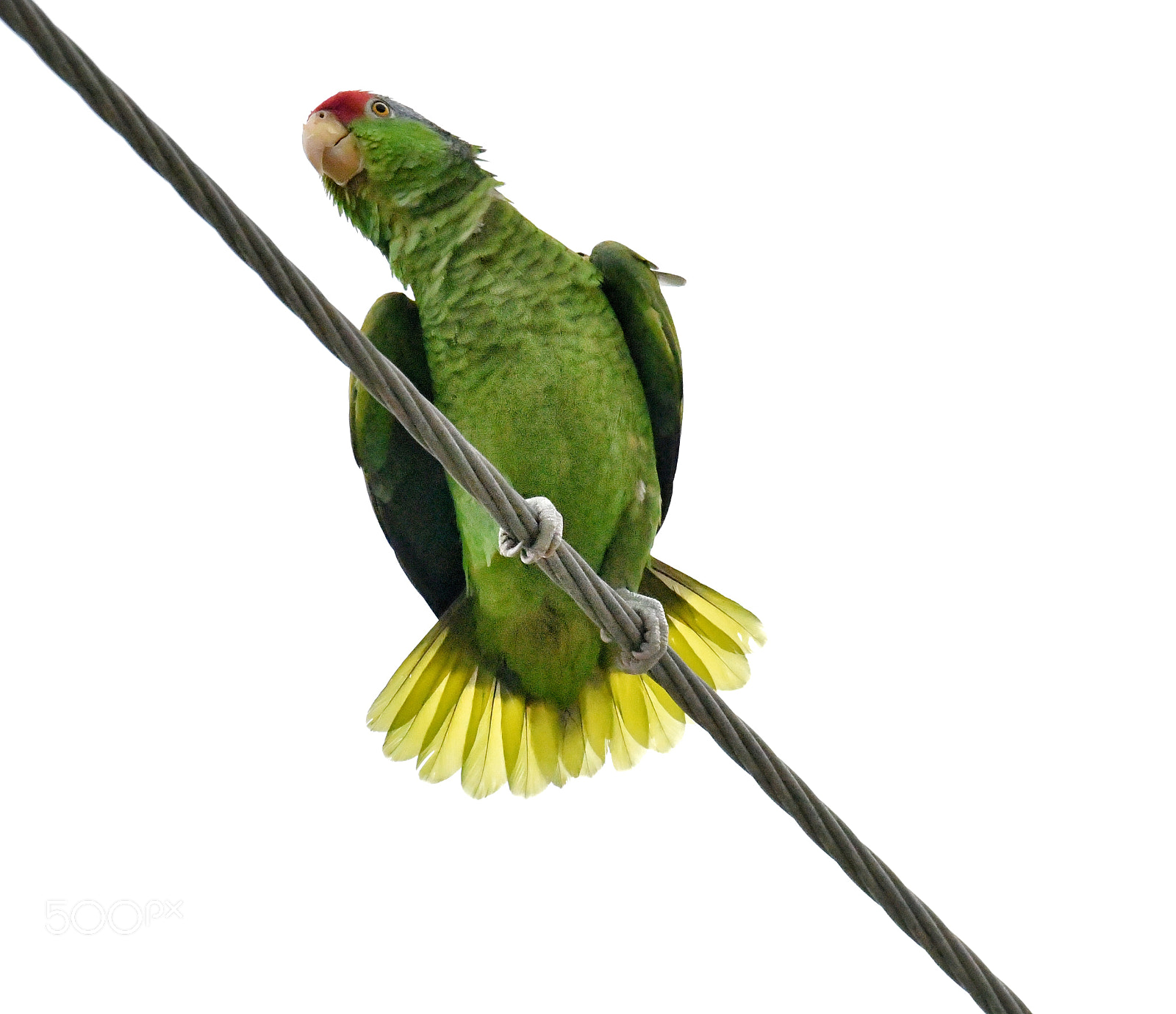 Nikon D500 sample photo. Red head yellow tail photography