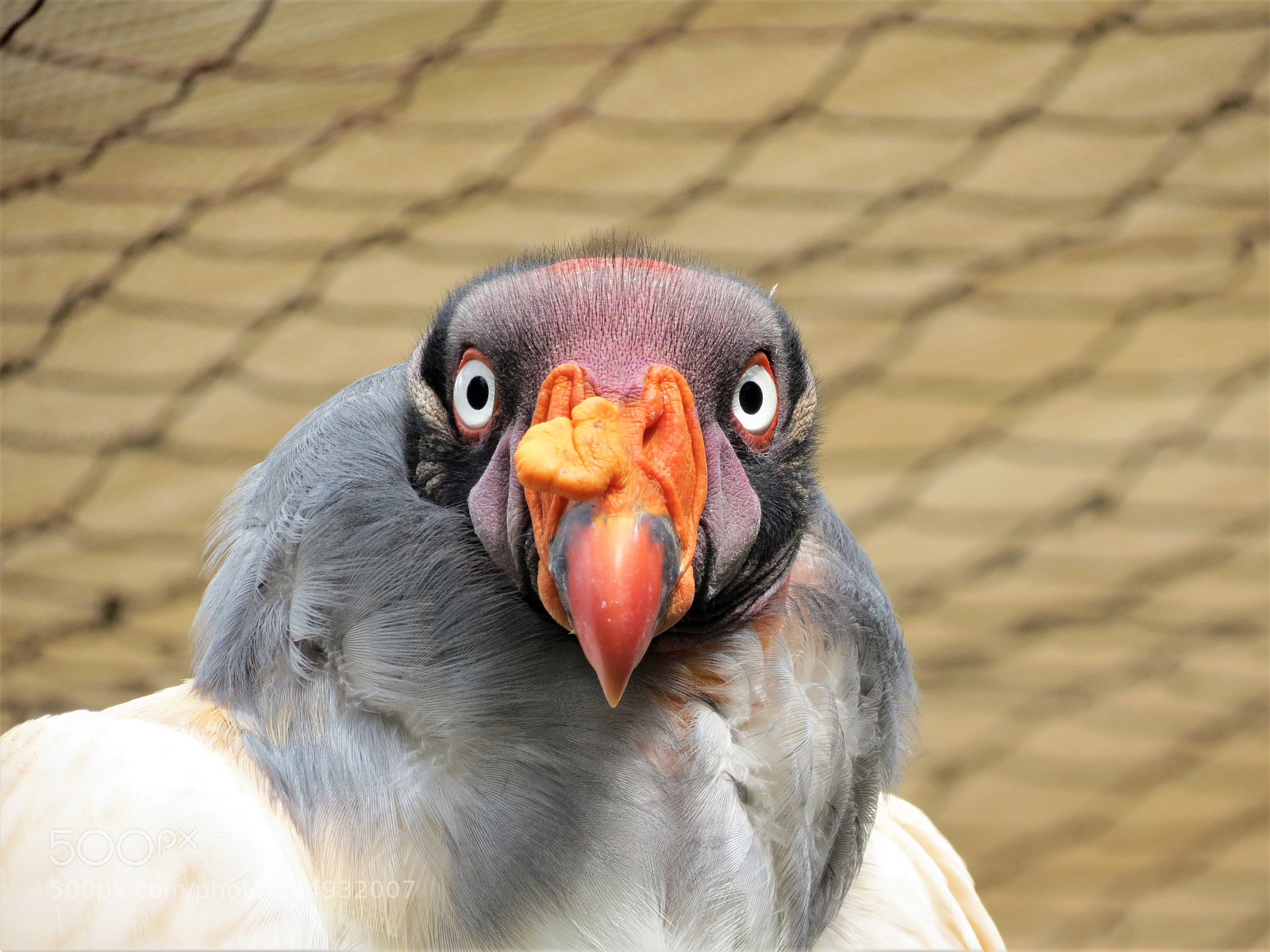 Canon PowerShot SX40 HS sample photo. King vulture photography