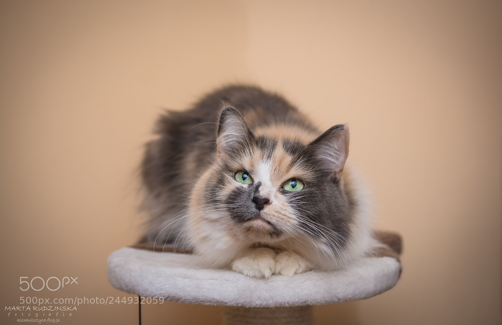 Nikon D7100 sample photo. Admira photography