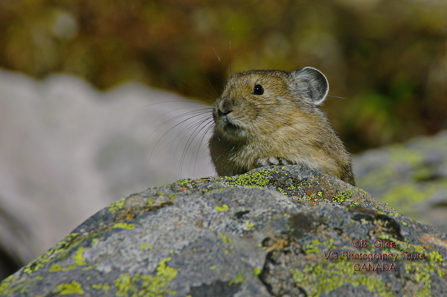 Pentax K20D sample photo. Peek-a-boo photography