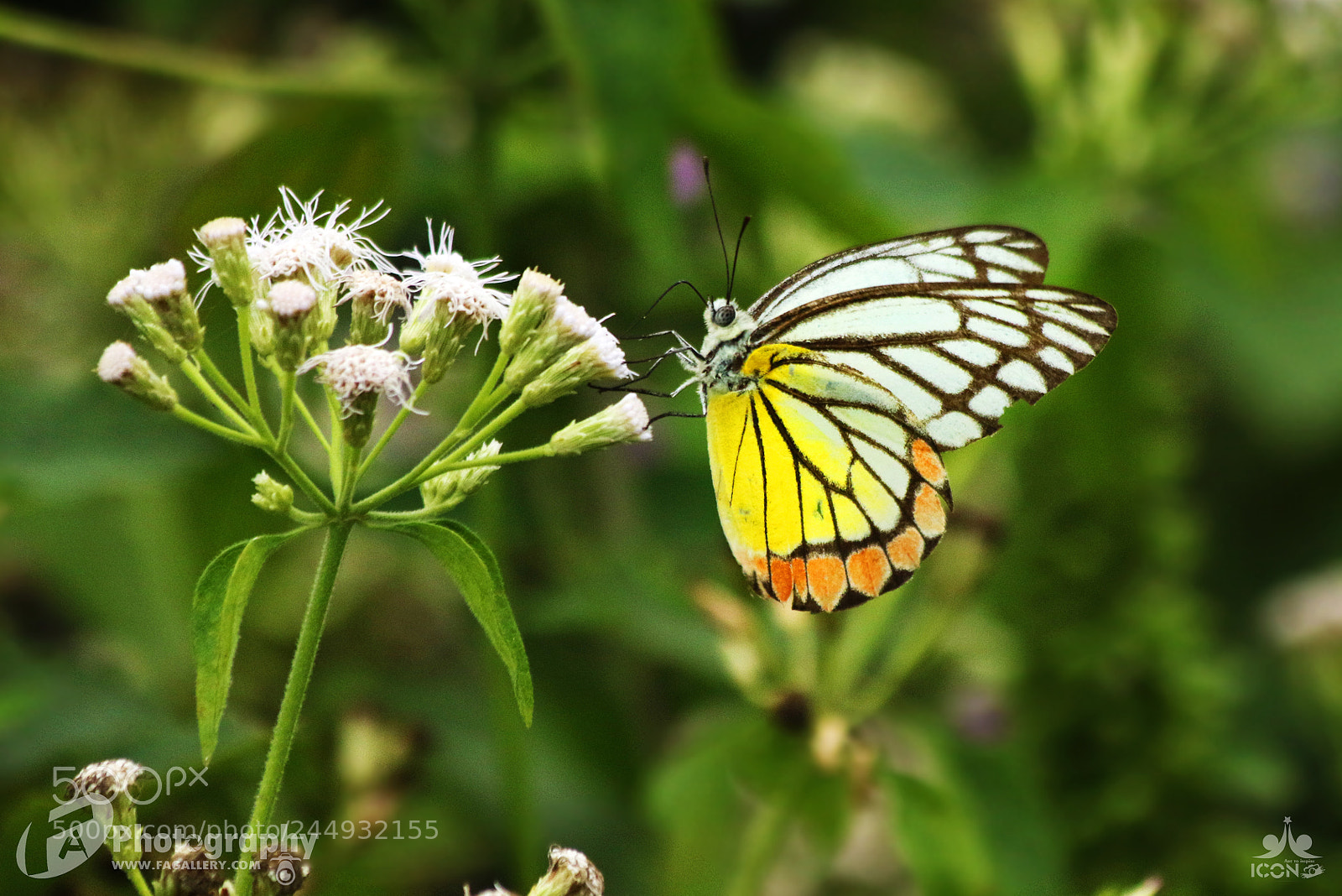 Canon EOS 1100D (EOS Rebel T3 / EOS Kiss X50) sample photo. Common jezebel butterfly photography