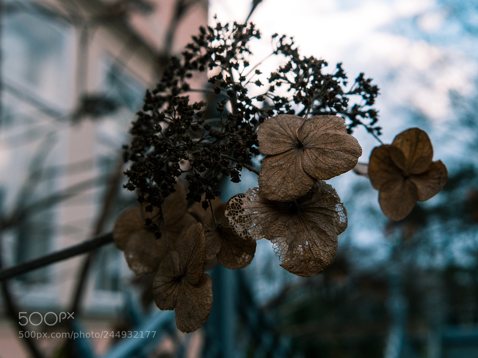 Samsung NX3000 sample photo. Decoration photography