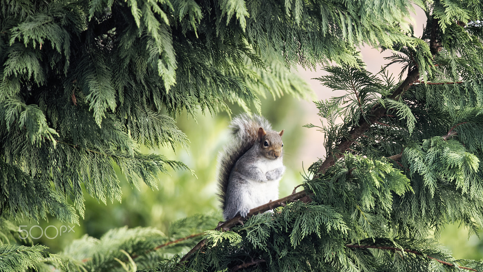 Nikon AF-S Nikkor 300mm F4D ED-IF sample photo. Squiral sitting in the trees photography