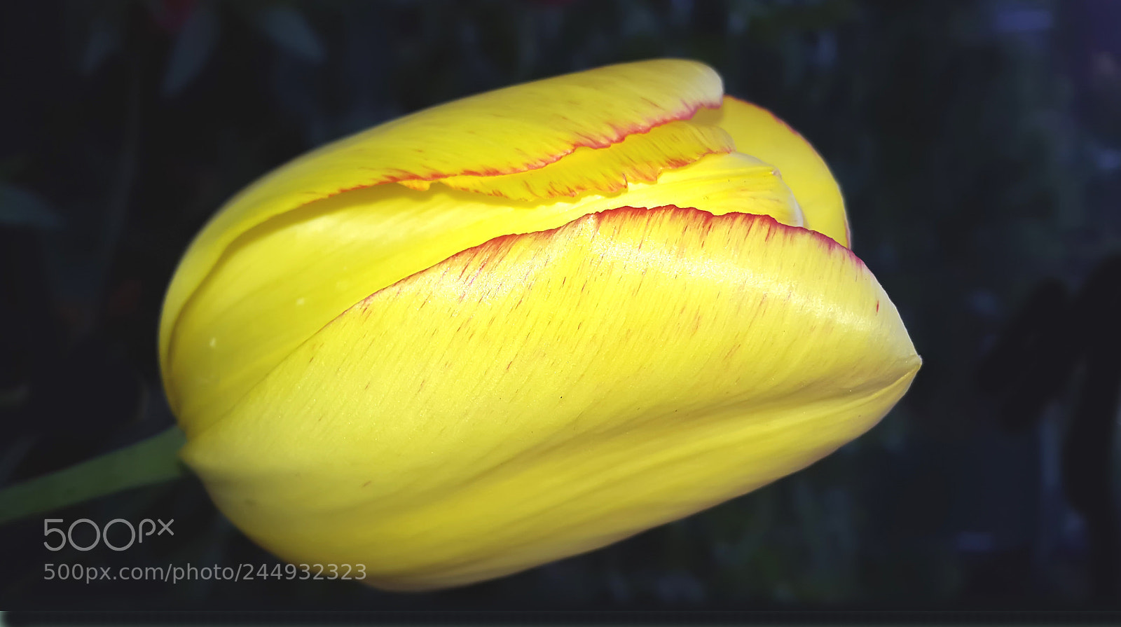 Samsung Galaxy Alpha sample photo. Yellow photography