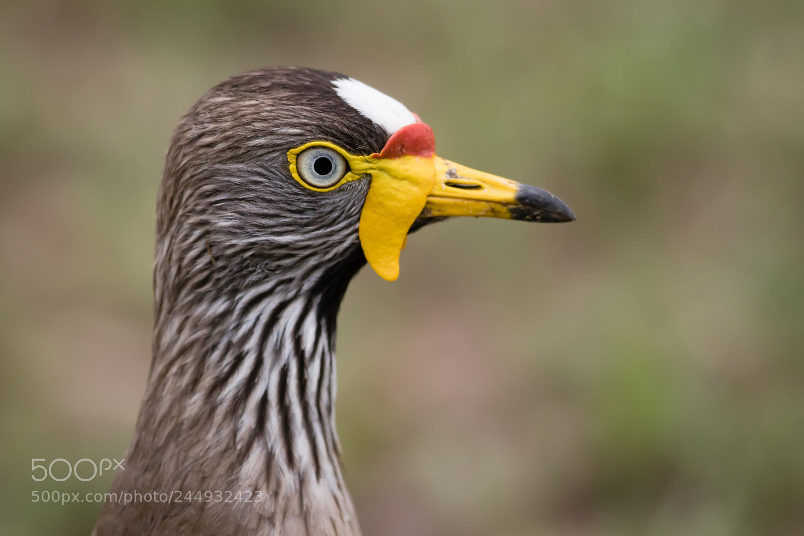 Canon EOS 7D Mark II sample photo. African wattled plover photography