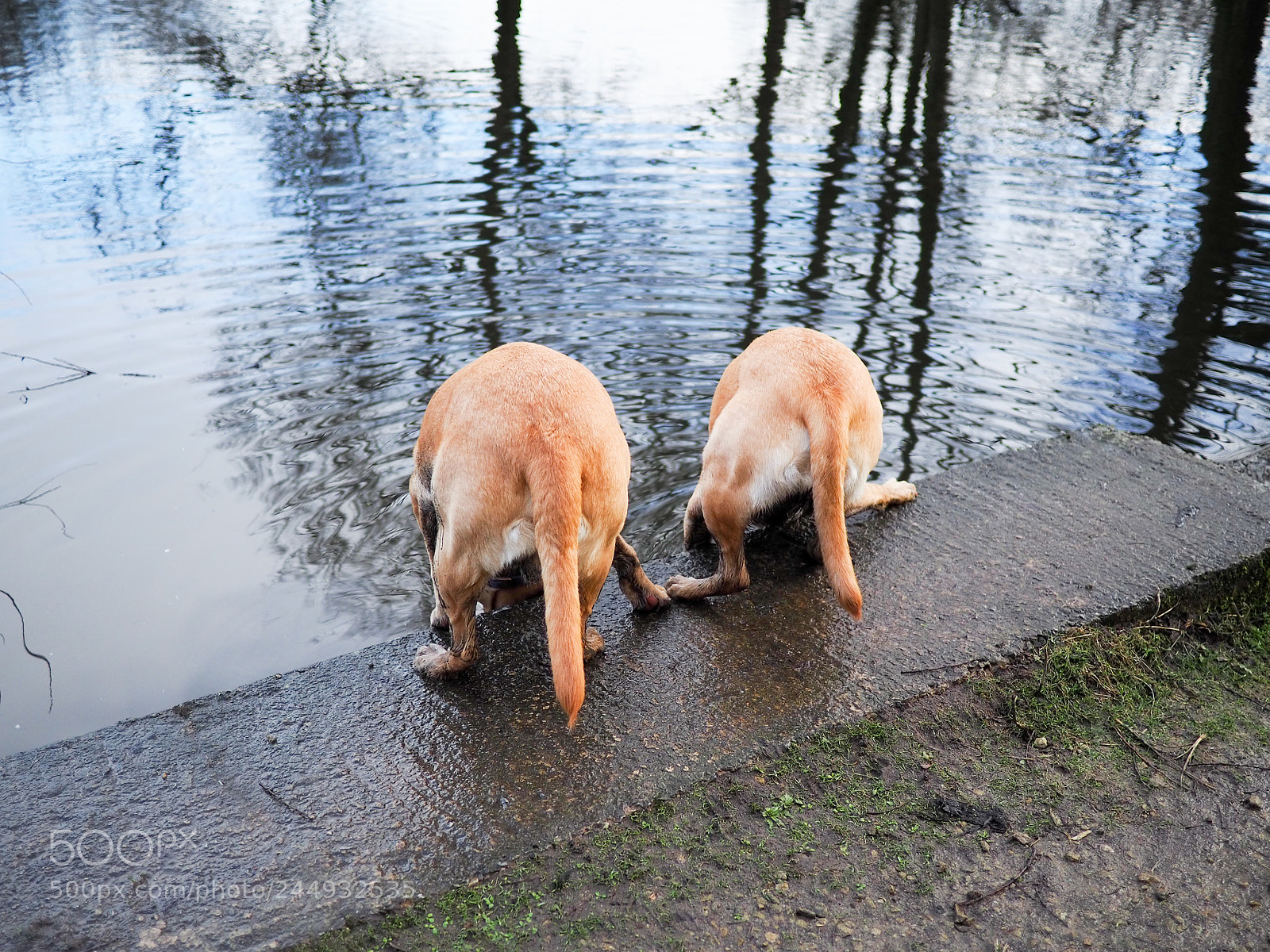 Olympus OM-D E-M10 III sample photo. Like brother like sister photography