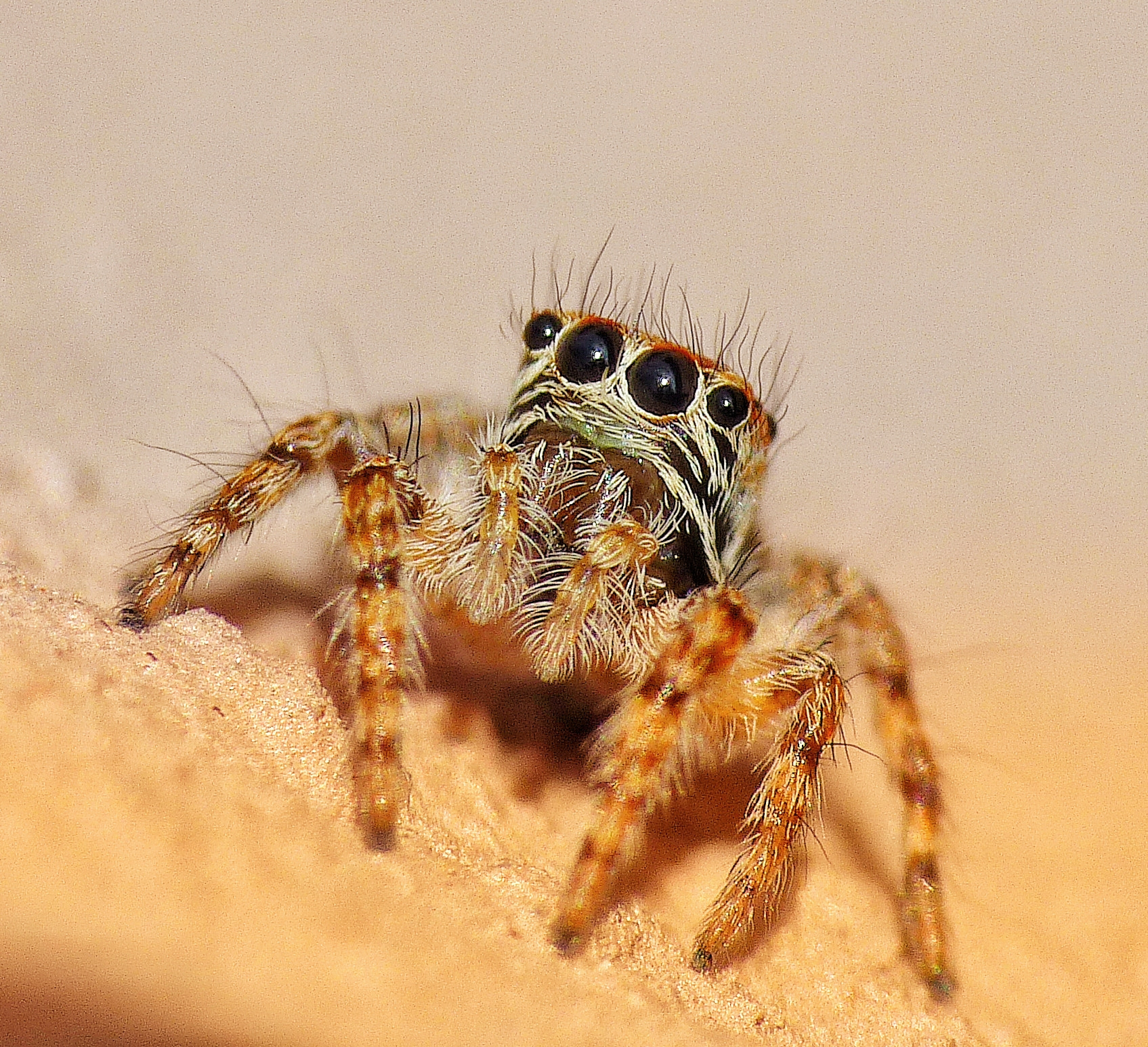 Panasonic Lumix DMC-FZ35 (Lumix DMC-FZ38) sample photo. Jumping spider photography