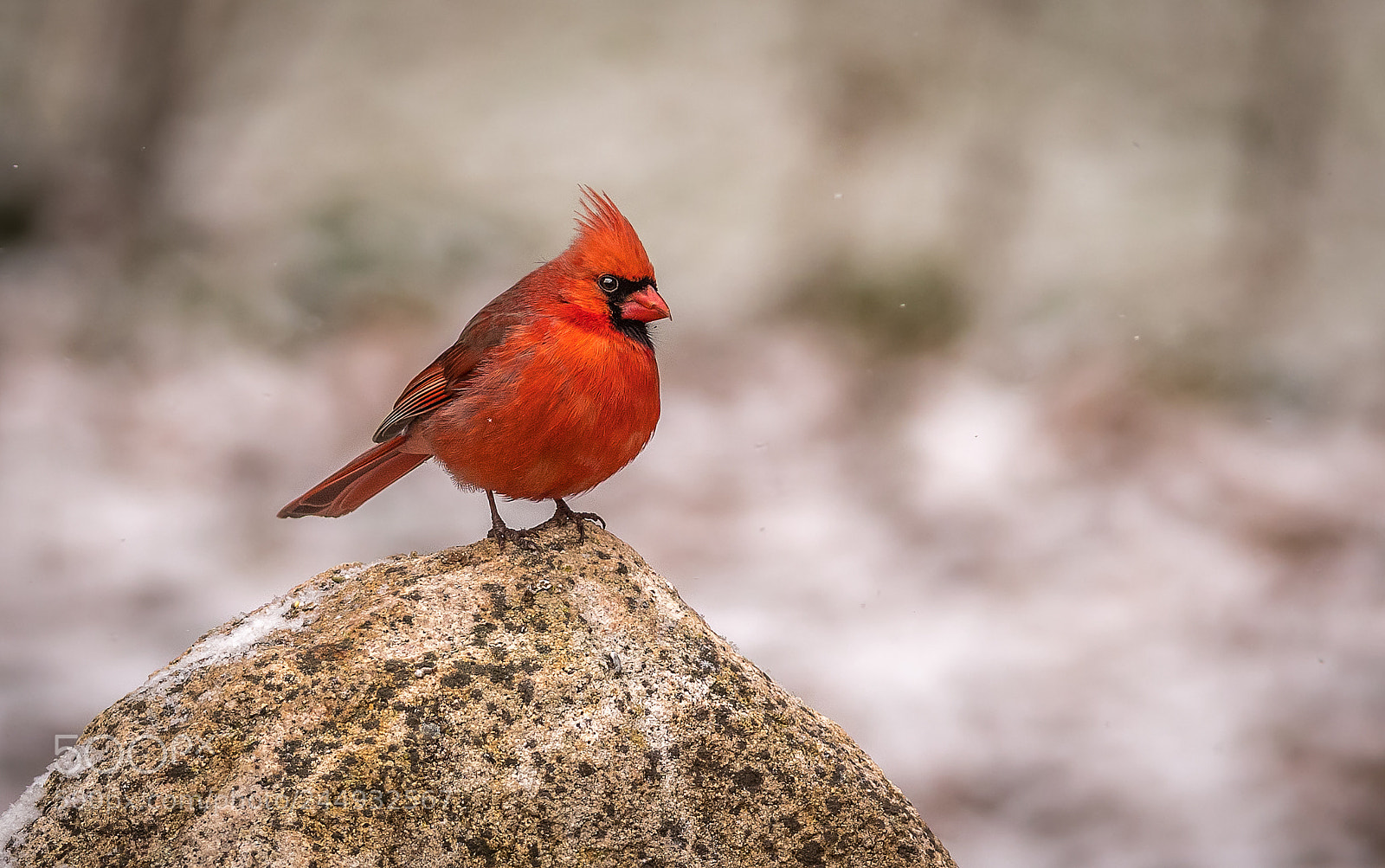 Nikon D500 sample photo. Cardinal on boulder photography