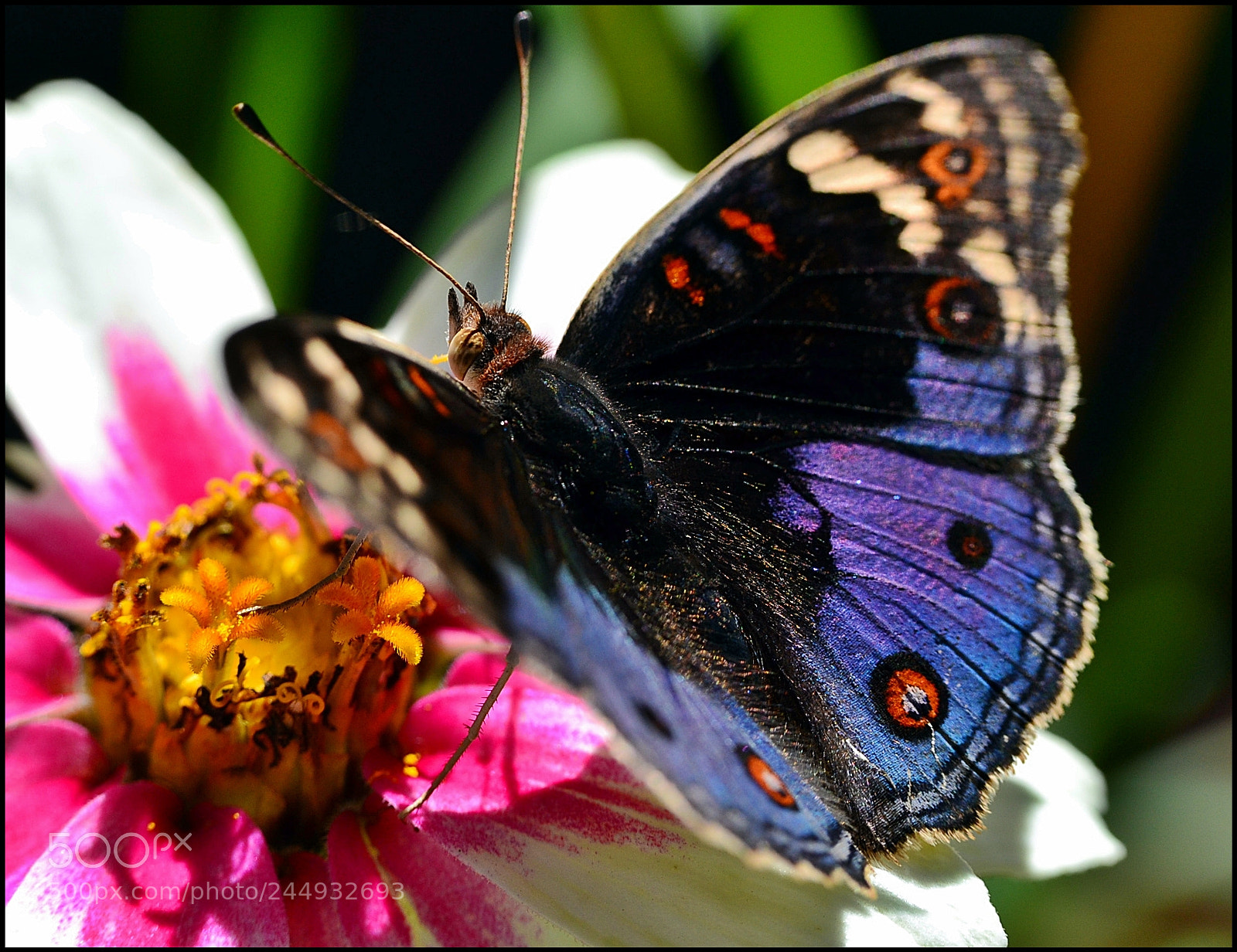 Nikon D3100 sample photo. Butterfly macro photography