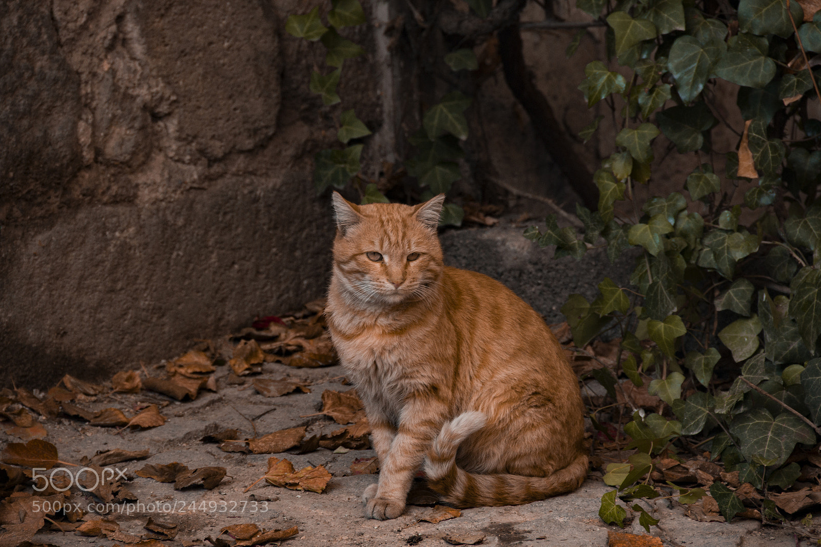 Canon EOS 60D sample photo. Ankara kedisi photography