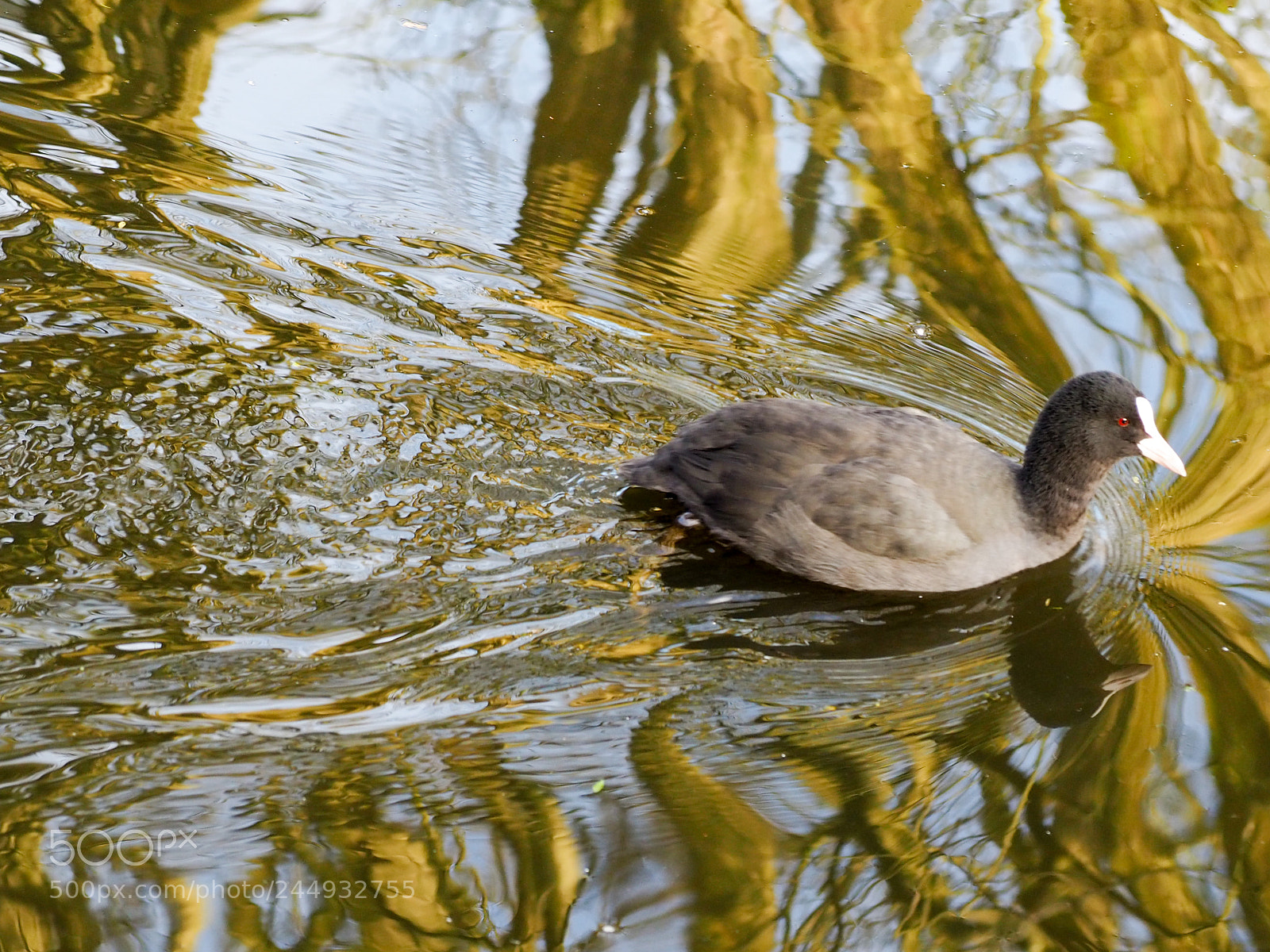 Olympus OM-D E-M10 III sample photo. Water rippled photography