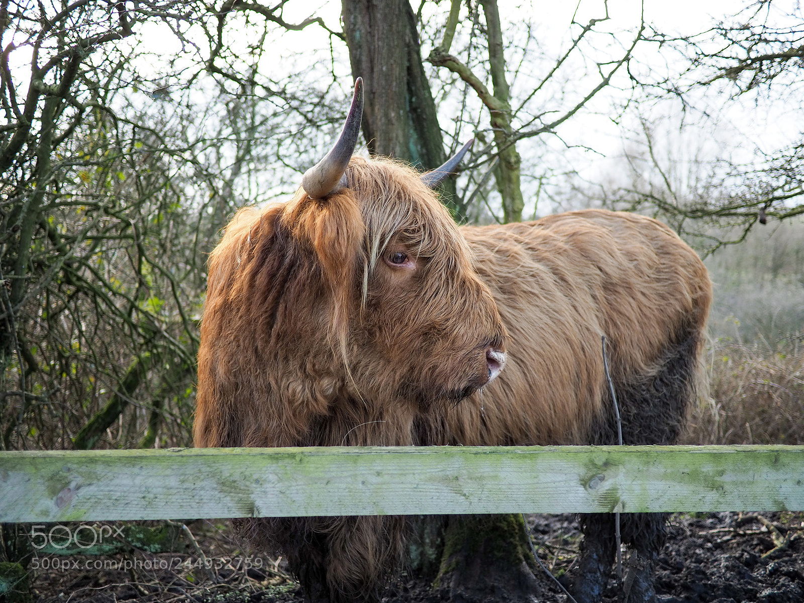 Olympus OM-D E-M10 III sample photo. Fluffy cow photography