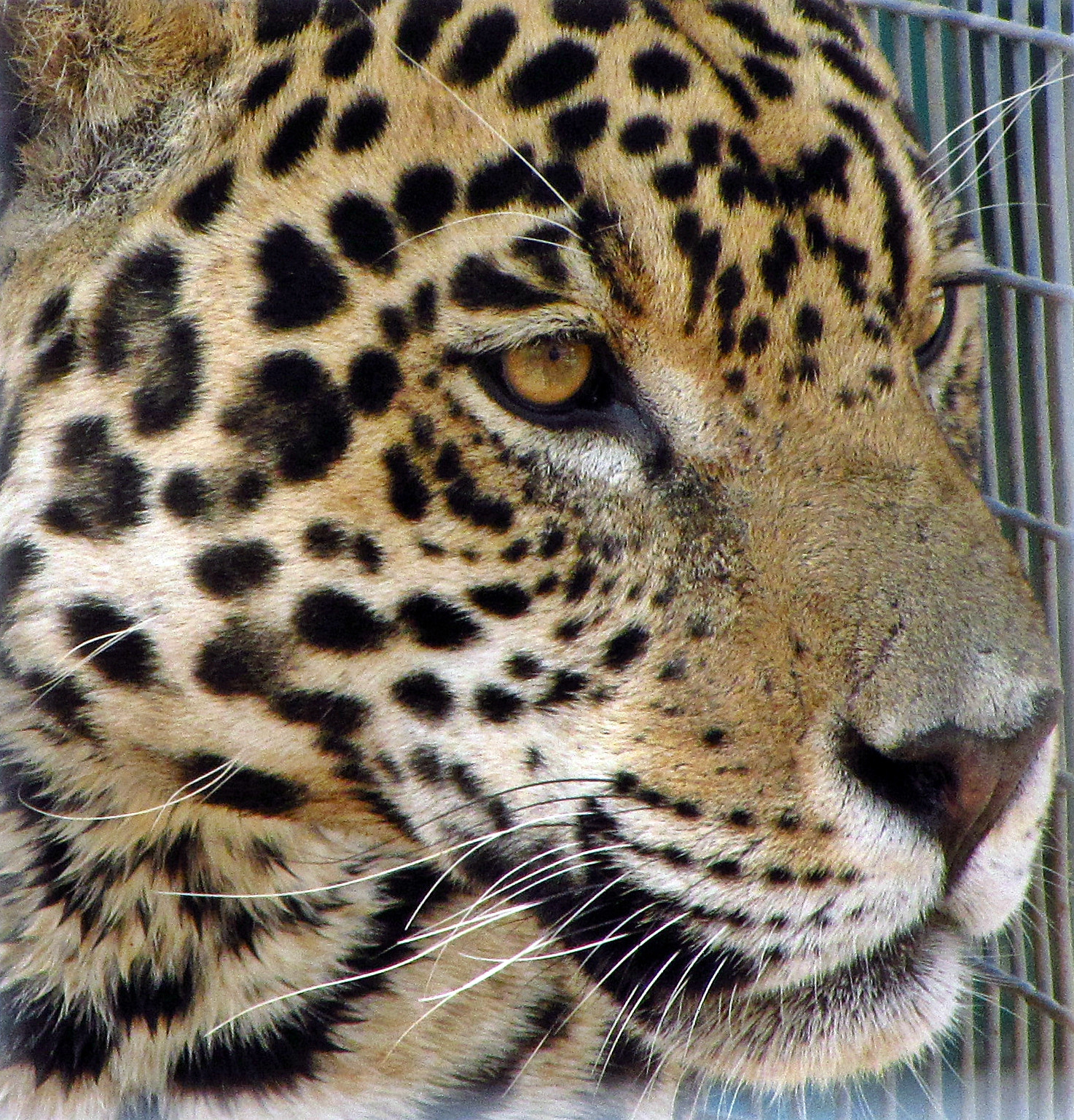 Canon PowerShot SX220 HS sample photo. Jaguar portrait photography