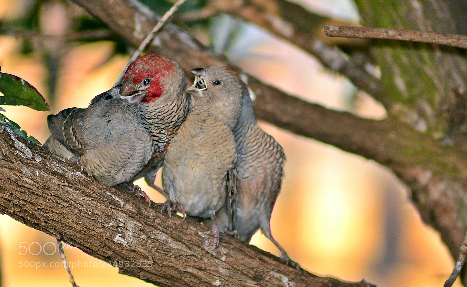 Nikon D3100 sample photo. Feed me! photography