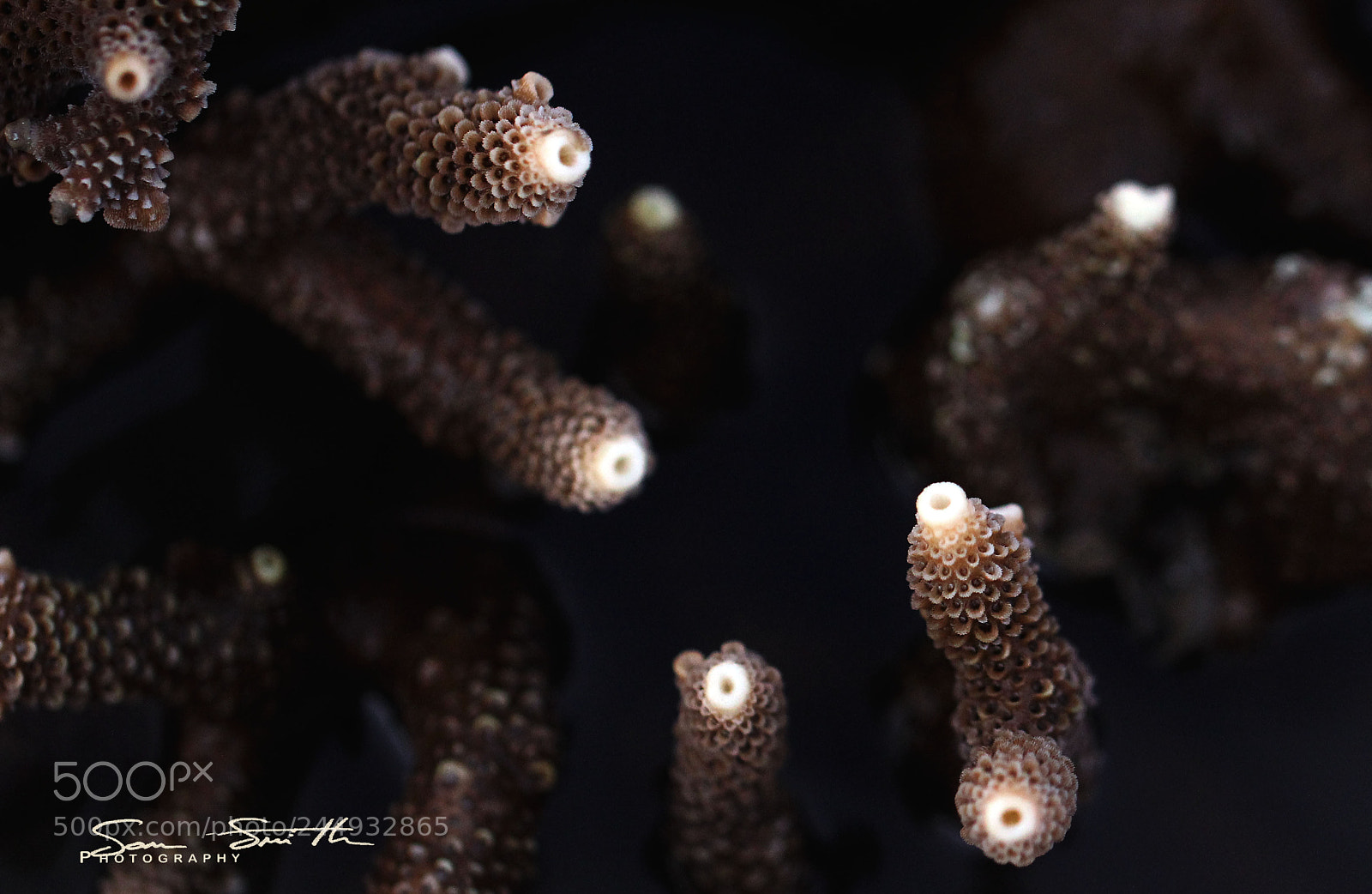 Canon EOS 60D sample photo. Coral photography