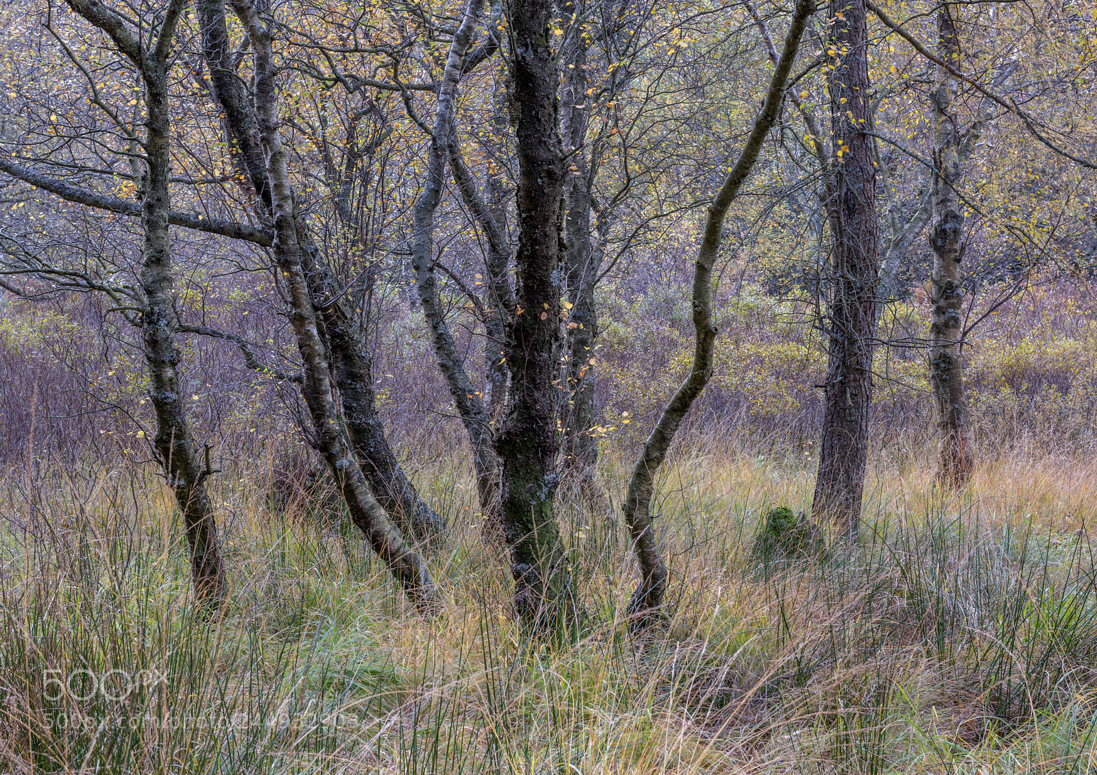 Nikon D810 sample photo. Marsh trees photography